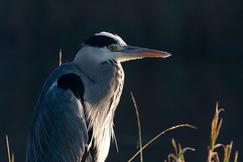 Ardea cinerea Blauwe Reiger Grey Heron